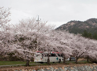 Baekri scenic cherry blossom road at Yeongam 