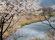 Trekking along Seomjingang River decorated with spring flowers