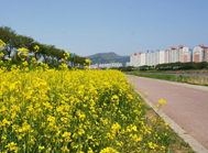 Scenic Dongcheon Walkway in Suncheon
