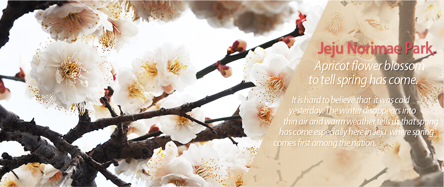 Jeju Norimae Park with apricot flower blossom to tell spring has come