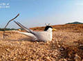 The Secret of the Little Tern Seabird of the Inland Lake